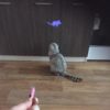Laser souris interactif pour chat