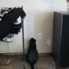 Laser souris interactif pour chat