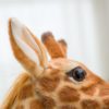 Magnifique peluche girafe